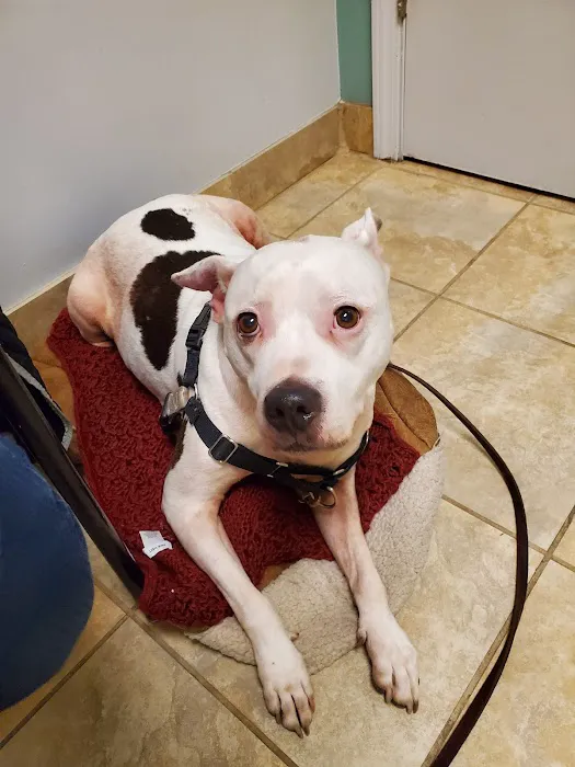 My Vet Animal Hospital Picture 2