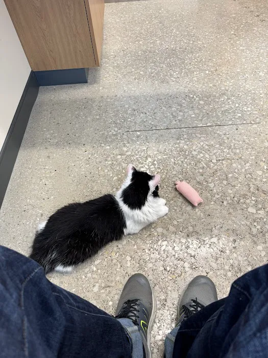 Sploot Veterinary Care - Lincoln Park Picture 4