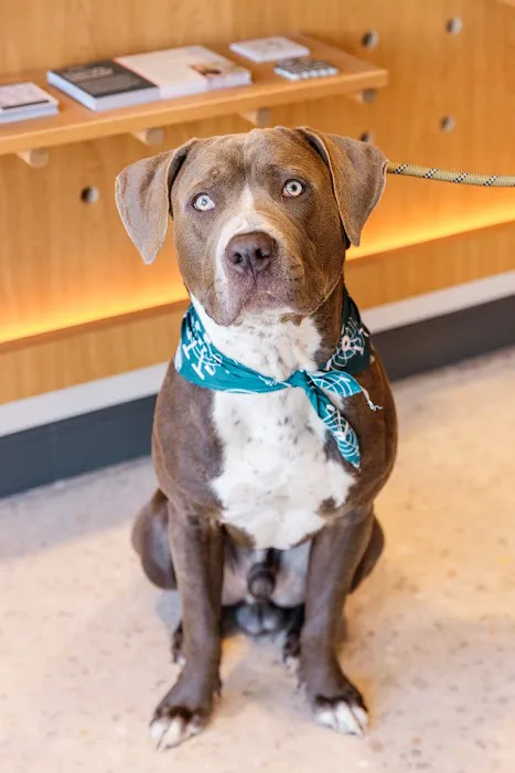 Sploot Veterinary Care - Lincoln Park Picture 8