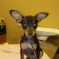 Village West Veterinary ico