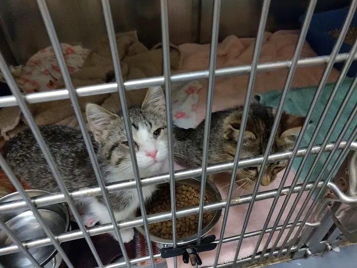 Village West Veterinary Picture 3