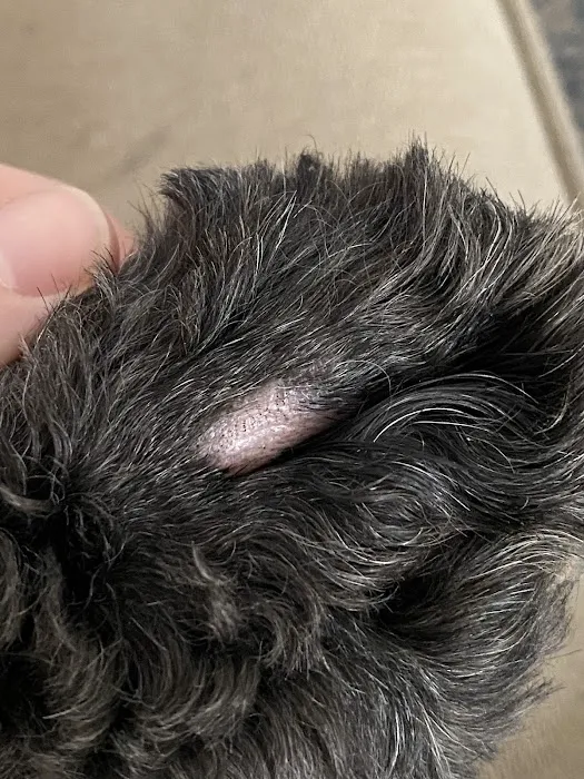 Scout Veterinary Urgent Care - Lincoln Park Picture 2