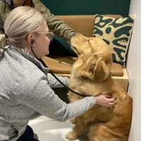 Scout Veterinary Urgent Care - Lincoln Park ico