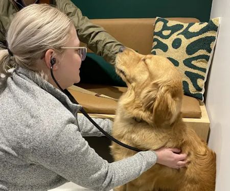 Scout Veterinary Urgent Care - Lincoln Park