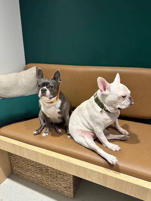 Scout Veterinary Urgent Care - Lincoln Park Picture 6