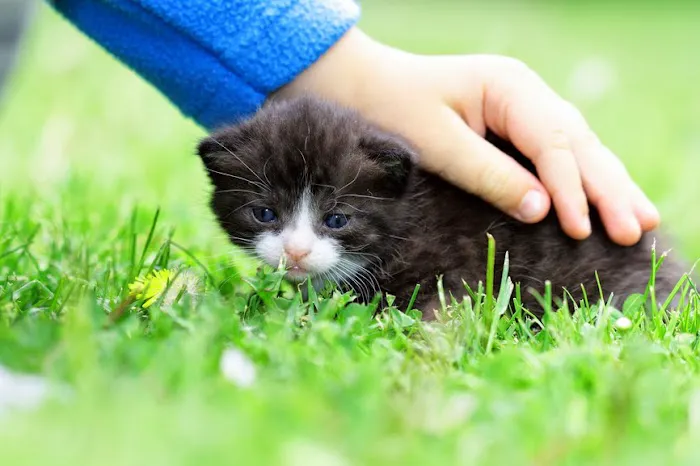 Family Pet Animal Hospital, A Thrive Pet Healthcare Partner Picture 5