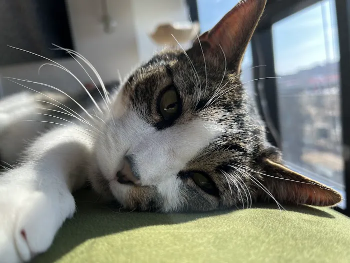 Family Pet Animal Hospital, A Thrive Pet Healthcare Partner Picture 2