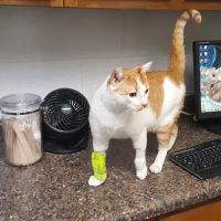 Eastwood Animal Clinic Inc ico