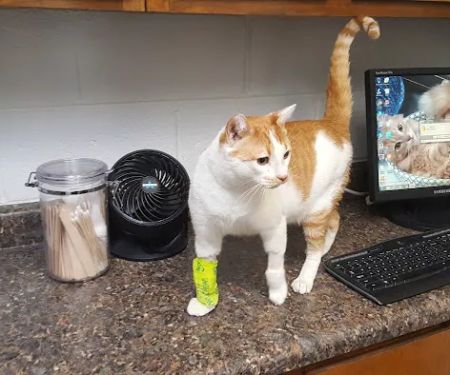 Eastwood Animal Clinic Inc