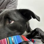 Valley View Animal Hospital