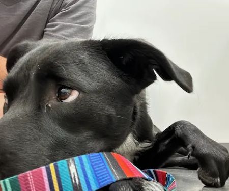Valley View Animal Hospital