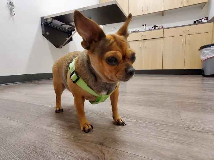 Eye Care for Animals - El Paso Picture 4