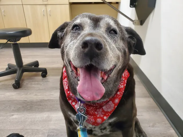 Eye Care for Animals - El Paso Picture 3