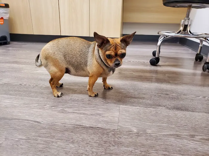 Eye Care for Animals - El Paso Picture 2