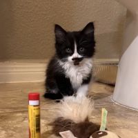 West Texas Cimarron Canyon Veterinary Clinic ico