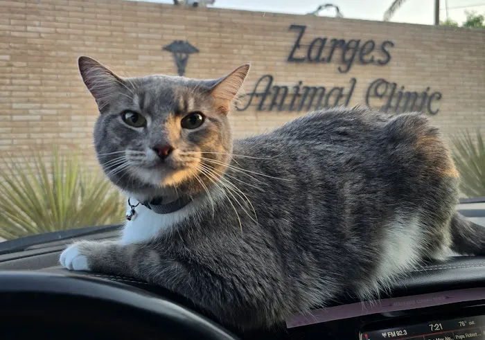 Zarges Animal Clinic Picture 1