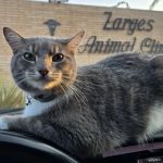 Zarges Animal Clinic