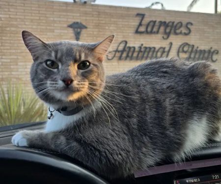 Zarges Animal Clinic