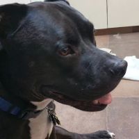 Southwest Animal Care Complex ico