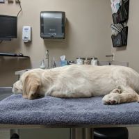 Ravenna Animal Hospital ico