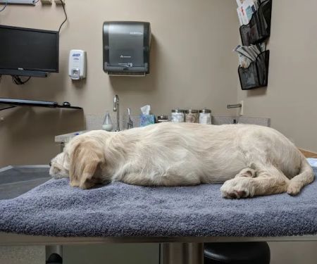 Ravenna Animal Hospital