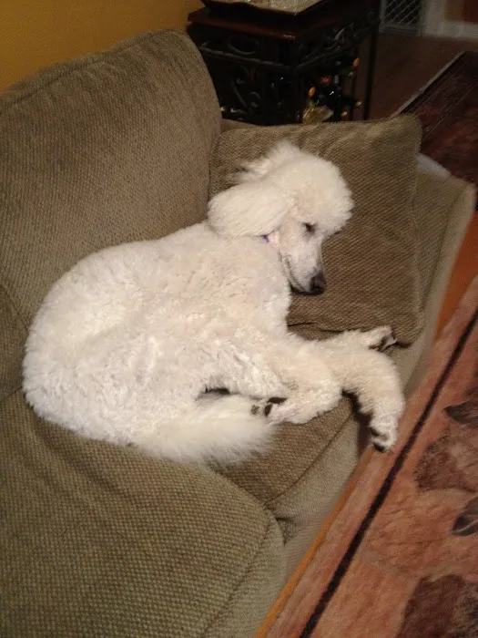 Interbay Veterinary Care Center Picture 5