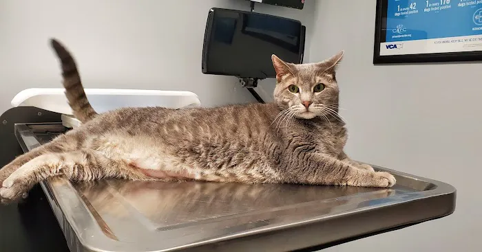 VCA Magnolia Animal Hospital Picture 1
