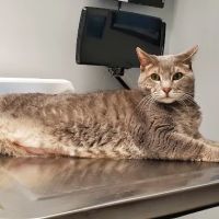VCA Magnolia Animal Hospital ico