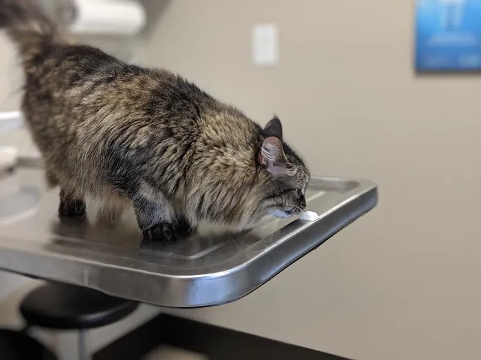 VCA Magnolia Animal Hospital Picture 4
