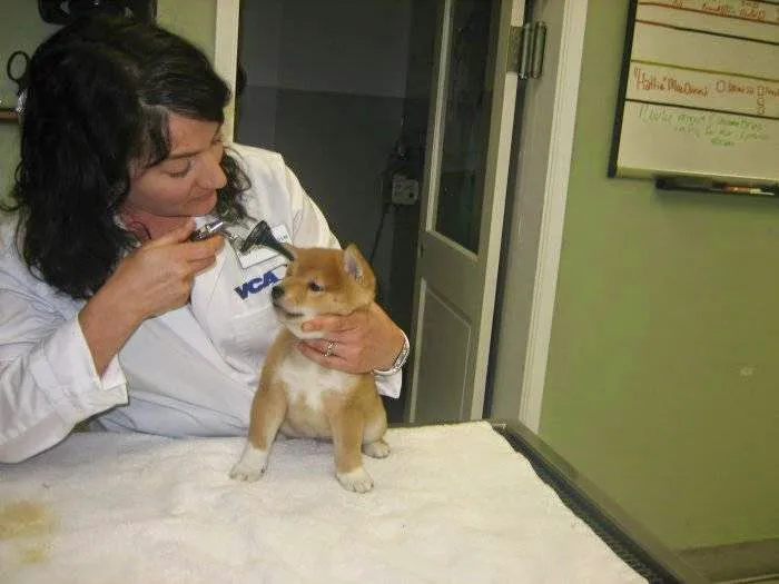 VCA Magnolia Animal Hospital Picture 9