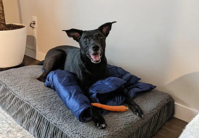 VCA Magnolia Animal Hospital Picture 10