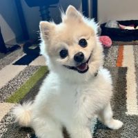 Ballard Animal Hospital ico