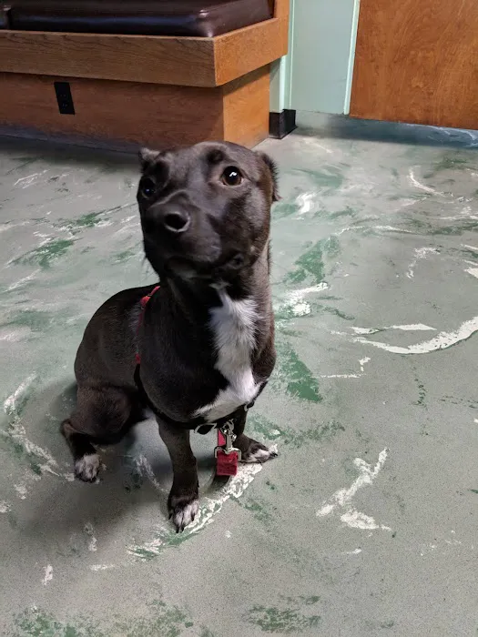 Ballard Animal Hospital Picture 7