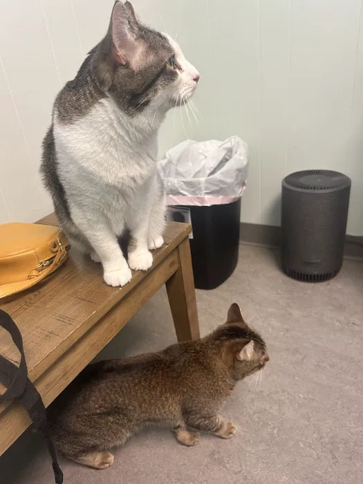 Ballard Animal Hospital Picture 3