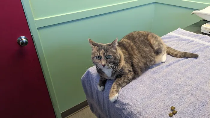 Ballard Animal Hospital Picture 5