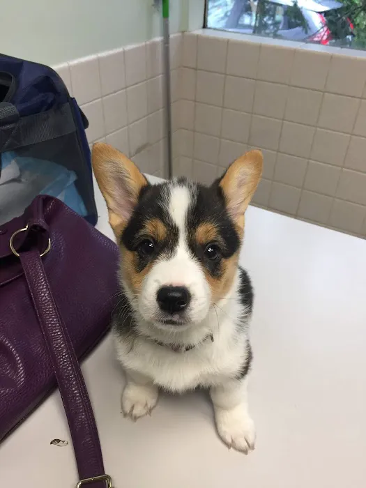 Ballard Animal Hospital Picture 4