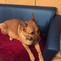 Banfield Pet Hospital ico