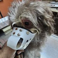 Mercy Animal Medical Center ico