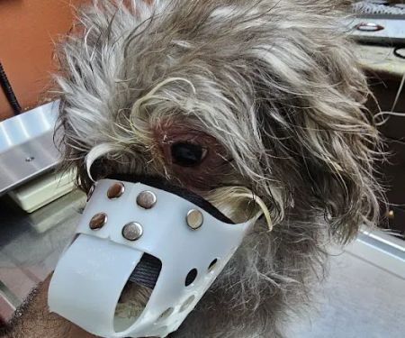 Mercy Animal Medical Center