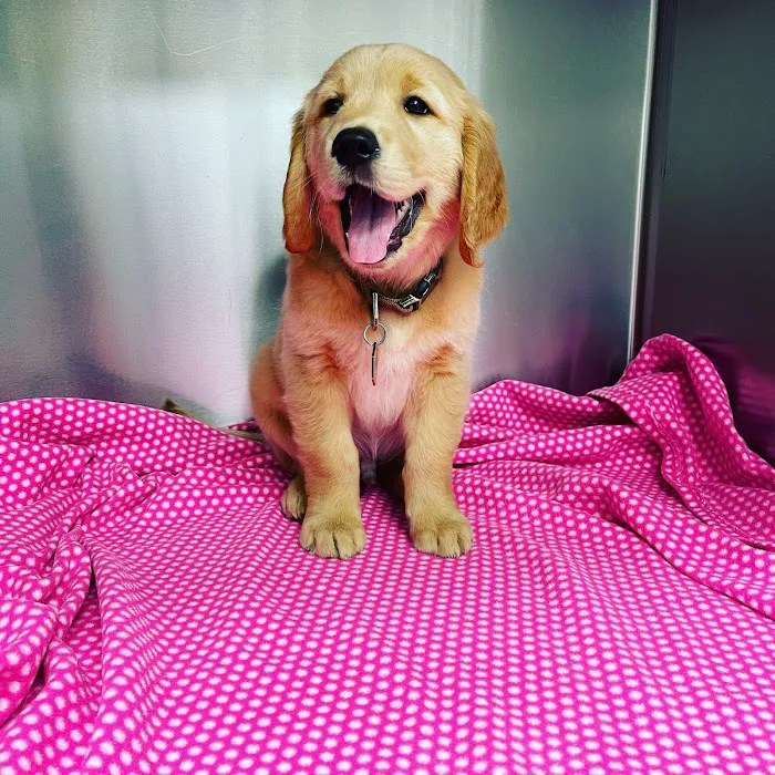 Parkview Pet Hospital - Long Beach Picture 3