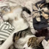 Parkview Pet Hospital - Long Beach ico