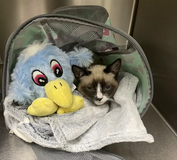 Parkview Pet Hospital - Long Beach Picture 7