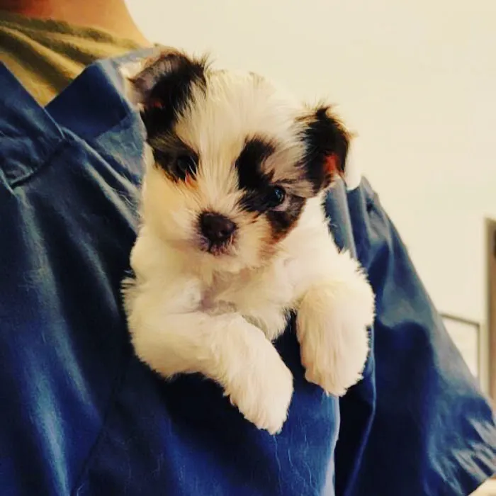 Parkview Pet Hospital - Long Beach Picture 8