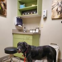 Northwest Veterinary Hospital ico