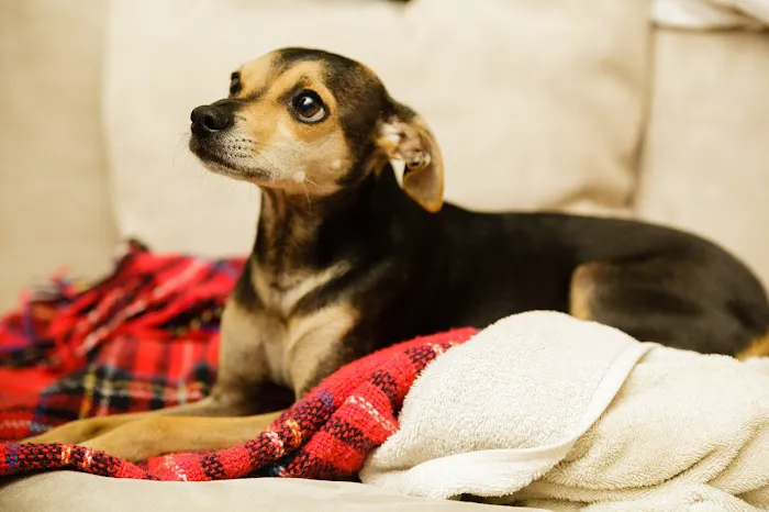 Northwest Veterinary Hospital Picture 5