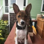 Green Lake Animal Hospital