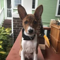 Green Lake Animal Hospital ico