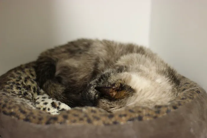 Green Lake Animal Hospital Picture 4
