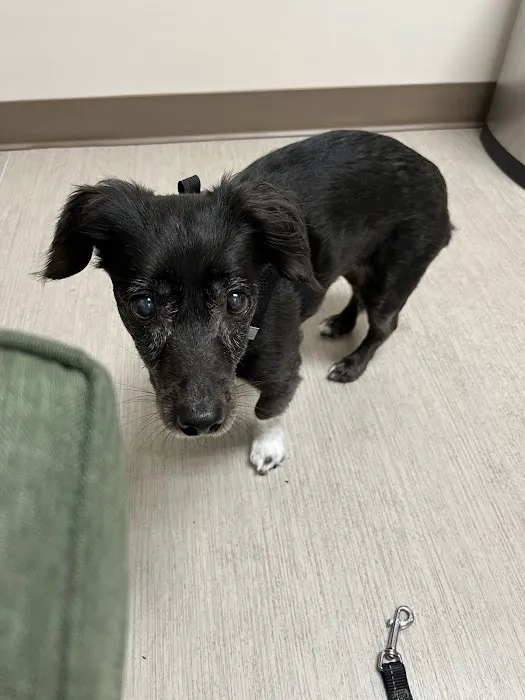 Green Lake Animal Hospital Picture 8