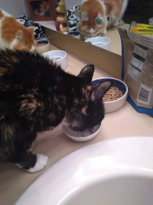 Urgent Care at Green Lake Animal Hospital Picture 2